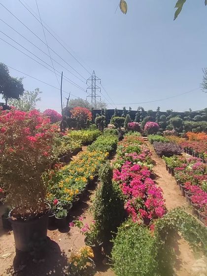 Another glimpse of the nursery, with rows of flowering plants and topiaries under the bright sun.