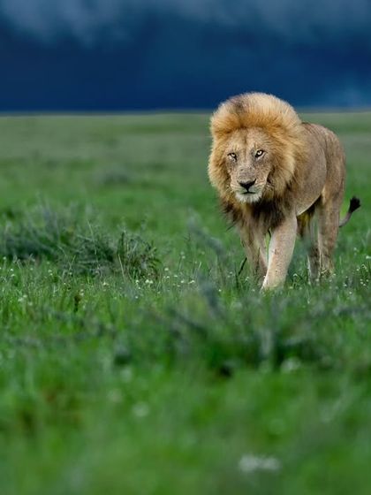 Lions & Cheetahs of the African Savannah photo 20