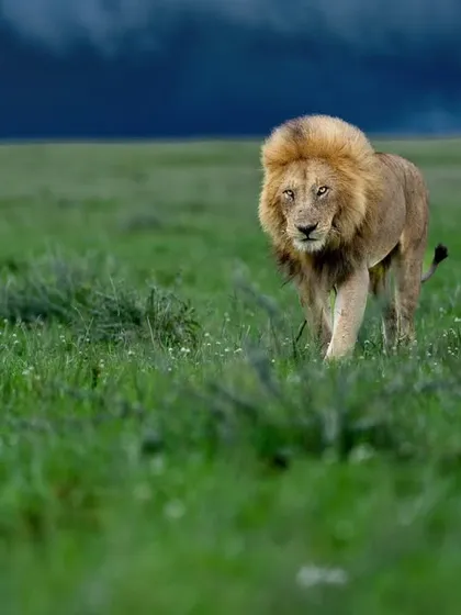 The king walks towards the camera, undeterred by the impending storm.