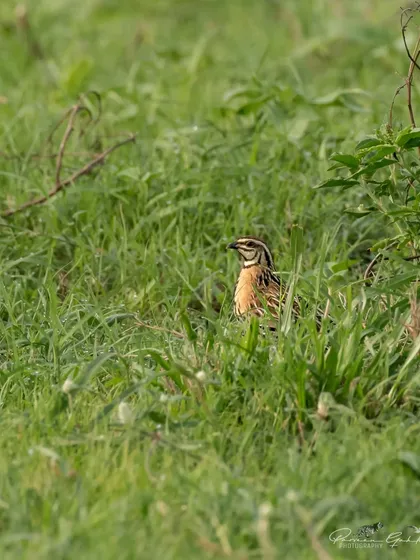 The original color version of the Rain Quail in the grass.
