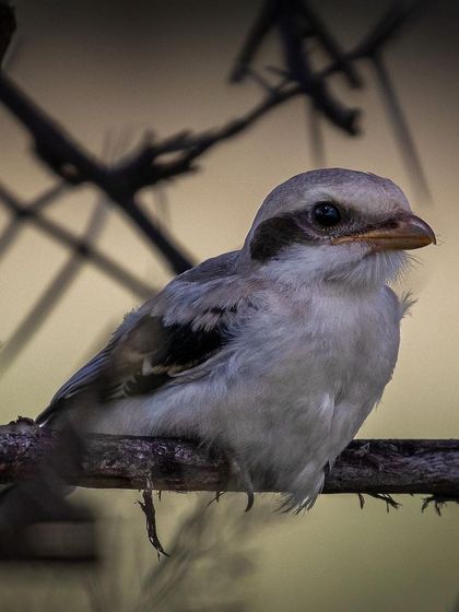 A Great Grey Shrike, a small but formidable predator, sits patiently on a thorny branch in Tal Chapar, Rajasthan. The soft, muted tones of the image reflect the arid landscape it calls home.