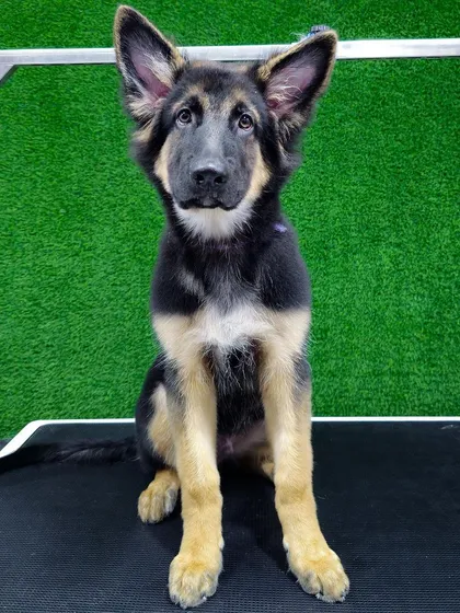 A handsome German Shepherd puppy looking sharp after his first grooming session. The service included a nail trim, ear cleaning, and a thorough bath and brush out to manage shedding and keep his coat healthy and shiny. He was a wonderful and brave boy.