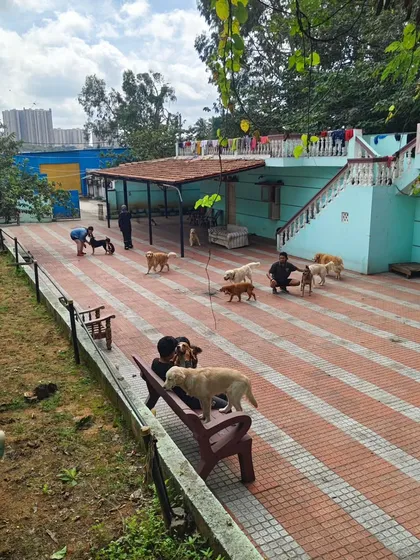 We are blessed with a huge, 10,000 sq ft area where the dogs can run and play all day. It's all securely fenced, so they have the freedom to be themselves safely.