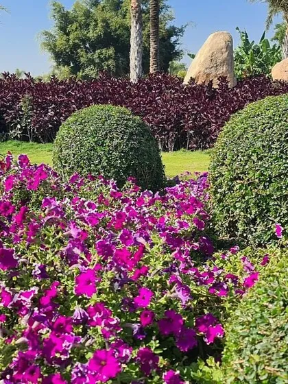 Color and form are key to a vibrant garden. This landscape design uses beds of bright purple petunias to contrast with the deep green of perfectly manicured spherical shrubs, creating a visually stunning effect.