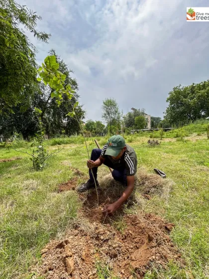 With focused determination, a worker plants a sapling in a grassy field. This is the fundamental act of our restoration work, a moment of connection between human hands and the earth, promising a greener future.