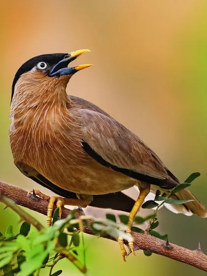 A Brahminy Mynah calls from its perch on a thorny branch full of green leaves. The image captures the bird in its natural, noisy element.