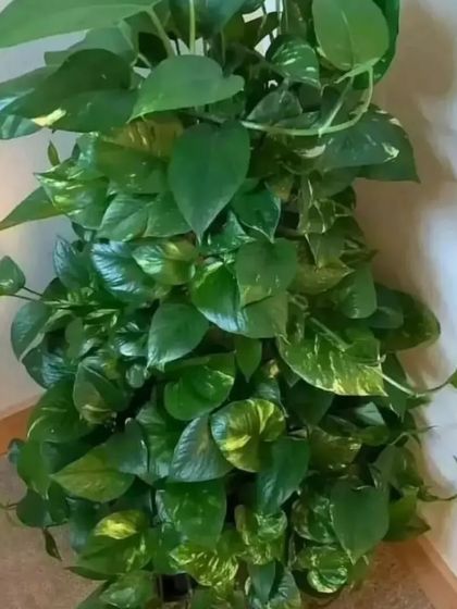 A lush, mature Golden Pothos, also known as a Money Plant. This plant is known for its fast growth and vining nature, perfect for placing on a high shelf.