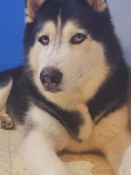 A Husky giving a serious look. They are very expressive.