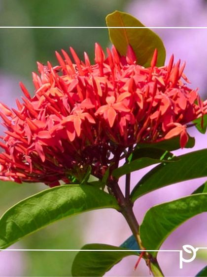 Our Native Plant Showcase photo 12