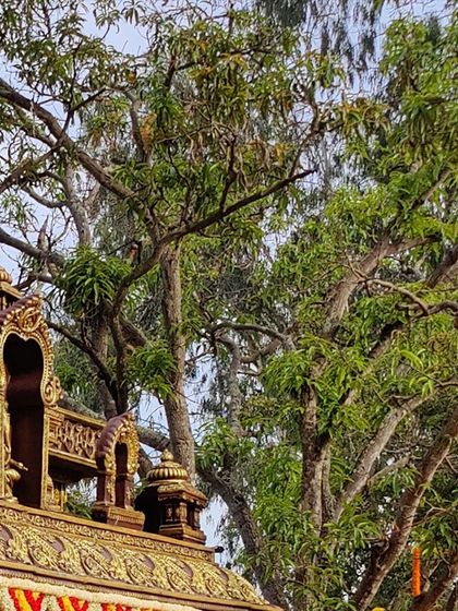 Aikyam - Wedding Decoration Sacred Muhurtham Mandaps photo 16