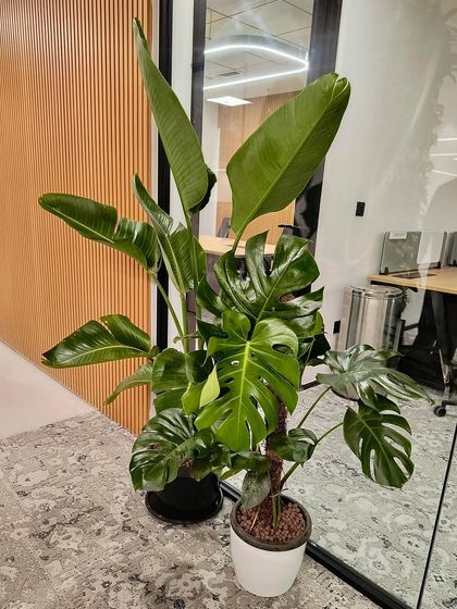 A lush combination of a Monstera Deliciosa and a Bird of Paradise plant. Placing large, leafy plants like these in corners can make a dramatic statement and create a tropical, jungle-like feel.