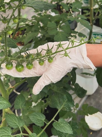 A gloved hand gently holds a truss of green cherry tomatoes. This spring has brought a flavorful and abundant harvest, which we are picking daily.
