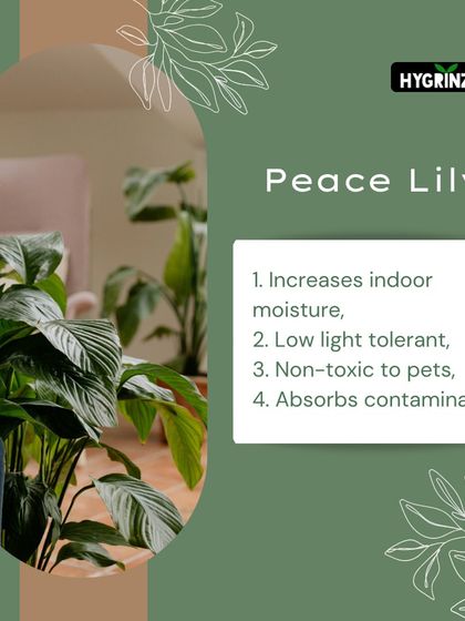 Hygrinz - Plant Sales & Gardening Supplies Gardening Tips & Plant Facts photo 26