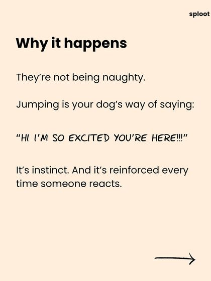 Why does your dog jump? It's their instinctual way of saying "HI I'M SO EXCITED YOU'RE HERE!" It's not bad behavior, it's just pure, unfiltered joy.