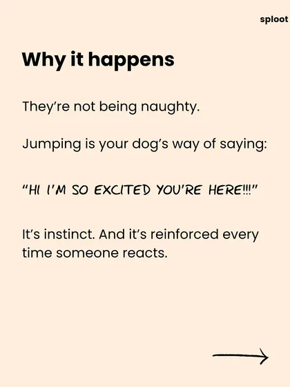 Why does your dog jump? It's not naughtiness, it's pure, unfiltered excitement. It's their way of saying "HI I'M SO EXCITED YOU'RE HERE!"