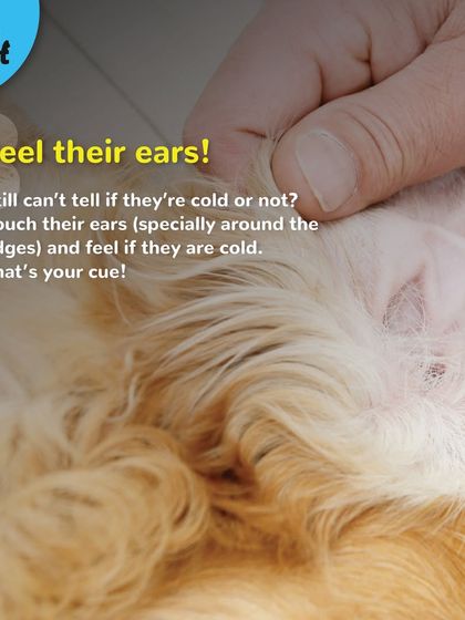 Can't tell if your pet is cold? Feel their ears. If the edges are cold, that's your cue to give them a warm cuddle.