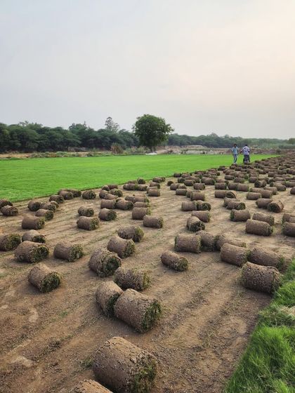 Delhi Gardner - Wholesale Plant & Turf Supply Natural Grass Turf: From Our Farm to Your Project photo 5
