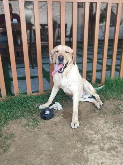 A tired but happy Labrador relaxes by the fence after a long day of play. We have plenty of shaded spots and resting areas for dogs to catch their breath between play sessions.