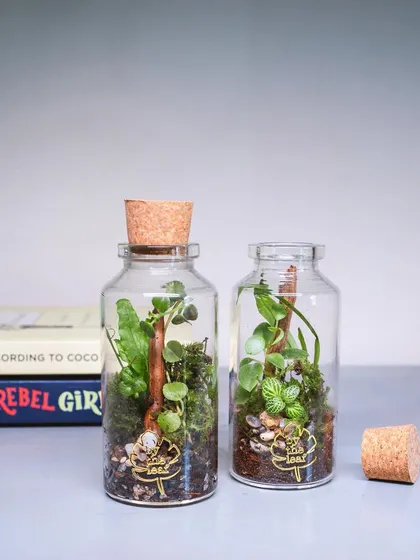 These "life in a cork bottle" terrariums are small enough to fit on any shelf. They are complete, self-sustaining ecosystems that make for beautiful, minimalist decor.
