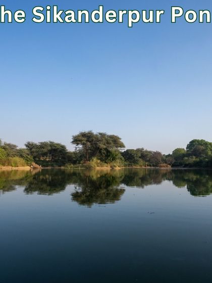 Today, the Sikanderpur Pond is a breathtaking mirror to the sky. Clean, clear, and full of life, it stands as a symbol of ecological renewal in the heart of the city.