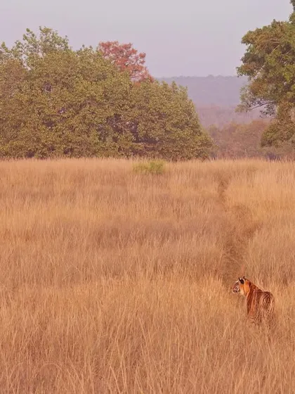 A tiger stands in a vast meadow, carving a path through the tall grass. The scene, set in the soft glow of a wintry evening, captures the immense scale of the wilderness these animals inhabit.