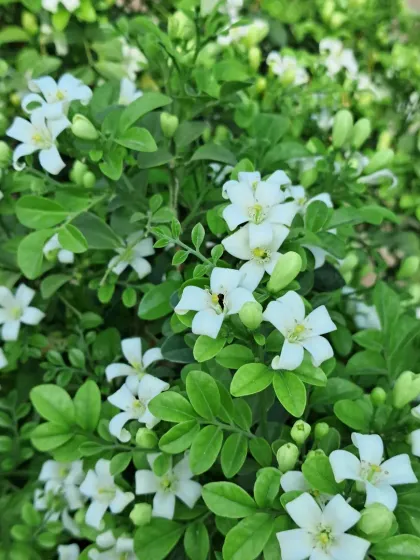 Bhardwaj - Urban Gardening Consultation A Riot of Colorful Flowers photo 79
