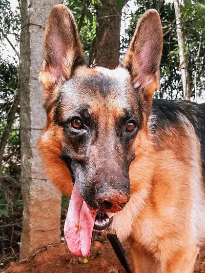 A muddy dog is a happy dog. For reactive or anxious dogs, activities like sniffing, digging, and exploring in nature are essential for their mental health. It's like therapy, allowing them to decompress and release stress.