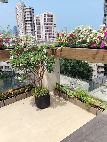 Another perspective of the terrace, showing the Plumeria tree and planters filled with a mix of herbs and vegetables, combining beauty with utility.