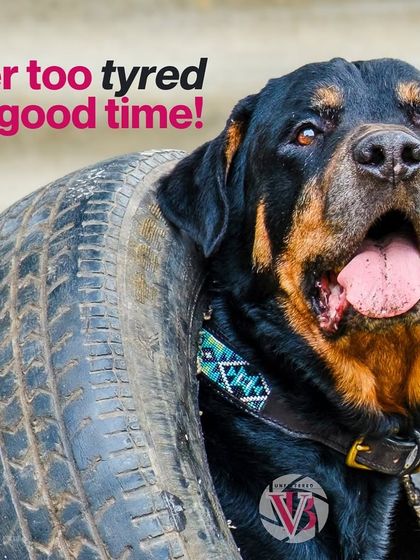 Never too "tyred" for a good time! A goofy and strong Rottweiler proudly wearing a tire like a necklace. This shot is pure fun.