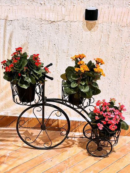 This adorable bicycle planter stand is a whimsical way to display colorful flowering plants like these Kalanchoes. It adds a touch of fun and charm to any sunny spot on a patio or balcony.