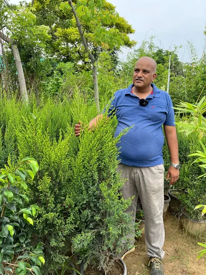 A beautiful, lush green Juniperus topiary, perfect for adding structure and formal elegance to a landscape design.
