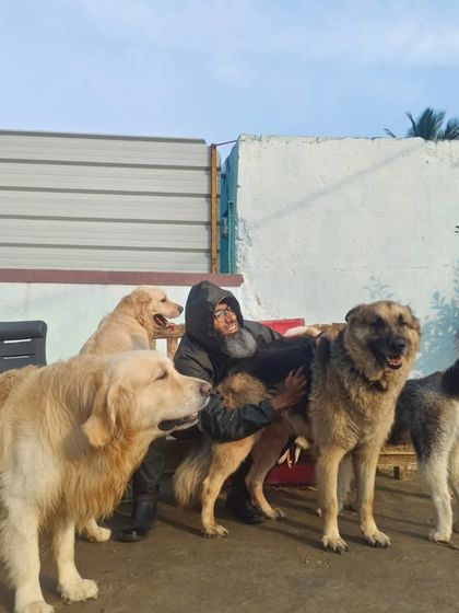 A beautiful moment with two Golden Retrievers and a large Anatolian Shepherd.
