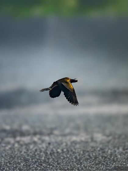 A small bird in flight over a body of water. The blurred background and the bird's motion convey a sense of speed and freedom.