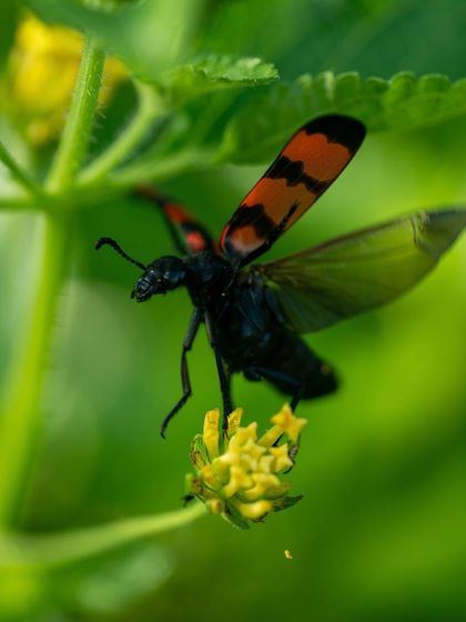 Another shot of the flying blister beetle, showing the delicate transparency of its underwings.