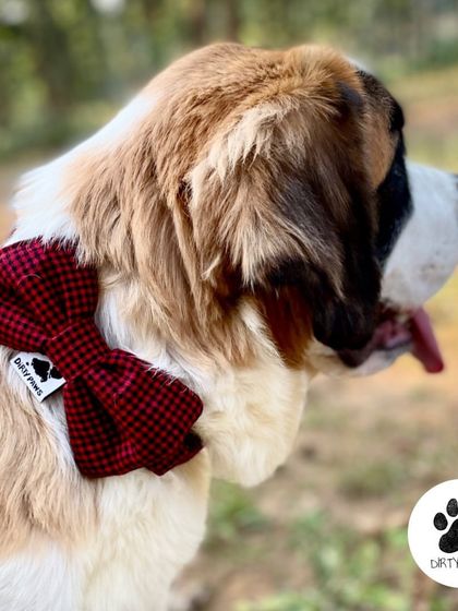 This Red wool bow is perfect for making your pet look trendy this winter. The rich color and soft texture are ideal for the season.