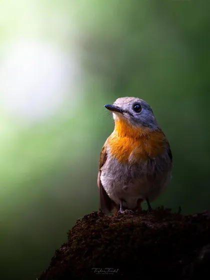 A female Red-flanked Bluetail, with its soft orange and grey feathers, bathed in a beautiful soft light.