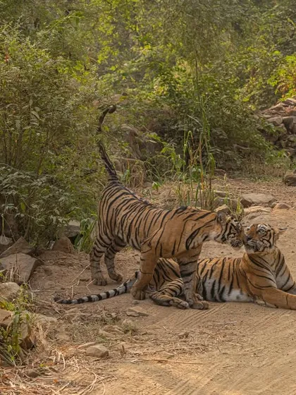 A tribute to the late tigress Arrowhead, seen here with her cubs. She was a fearless mother and a queen of her domain, and these images preserve her legacy.