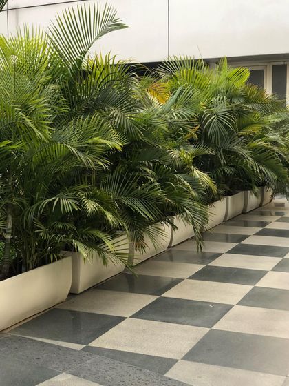 Palms, Leafy Greens & More photo 8