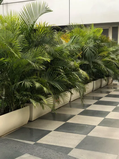 Another angle of the Areca Palms, showing how they fill the space with dense, vibrant green foliage. The white planters provide a clean, contemporary contrast.