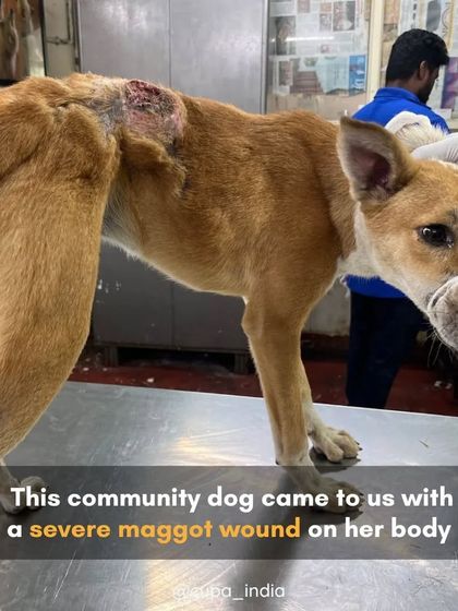 Cupa - Emergency Animal Rescue & Treatment Dog Rescue & Recovery Stories photo 39