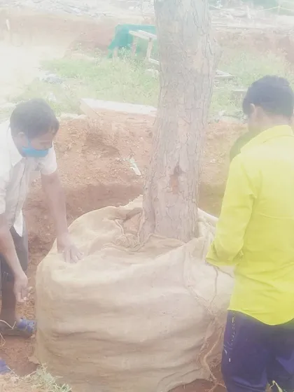 To protect the tree from shock, we securely wrap the entire root ball in burlap. This keeps the roots and soil intact and moist during transport, giving it the best chance to adapt to its new environment.