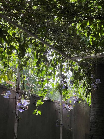 Urban Oases: Greening Tight City Spaces photo 4