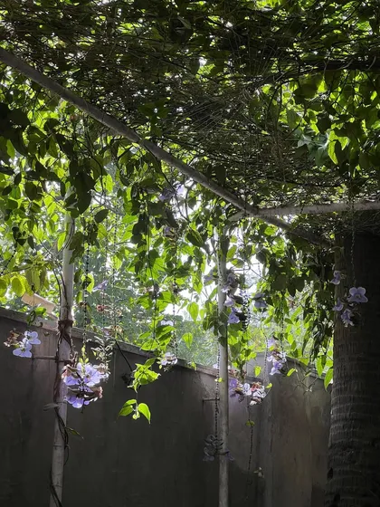 The morning light filters through the leaves of the Thunbergia grandiflora, or Bengal clockvine, in the Naturals cafe courtyard. The hanging clusters of purple flowers add a touch of magic to this small urban garden.