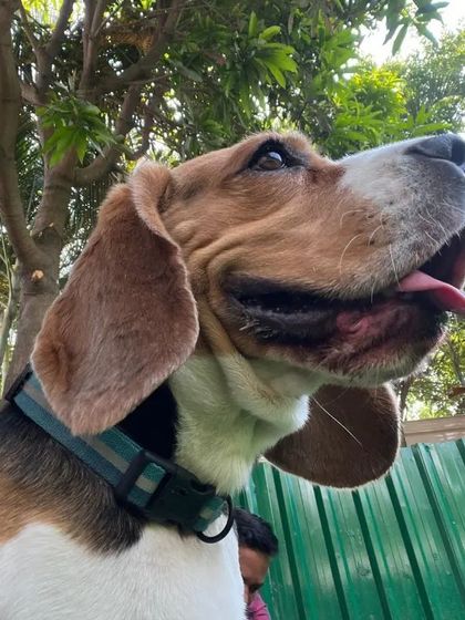 Snugglys Paw House - Pet Daycare The Play Yard: Our Big, Green Backyard photo 21