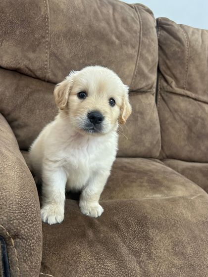 Star Pups - Pet Boarding & Daycare Puppy Paradise photo 15