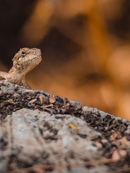A Fan-throated Lizard peeking over a rock. While not as colorful as their southern cousins, they are a hidden gem of Delhi's biodiversity.