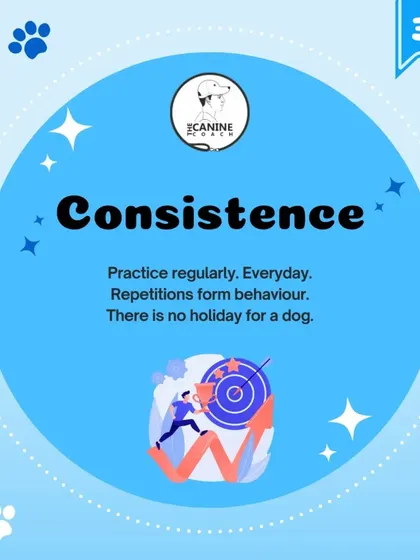 The third pillar is Consistency. Dogs are animals of habit, and habits are formed through repetition. You need to practice with them every single day, because there are no weekends or holidays in a dog's learning process.