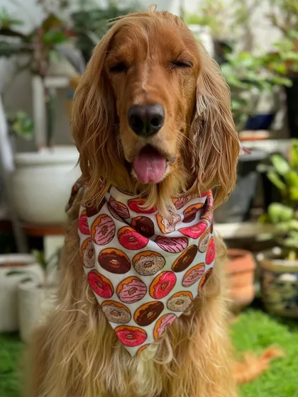 Posto looking absolutely adorable in his donut-print bandana.