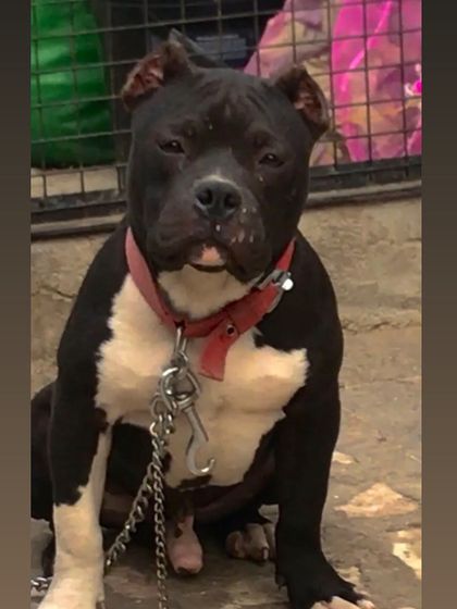 A strong pose from Sultan, showing his well-defined muscles.