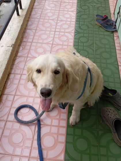 Muffy/Akira, a 3-year-old female Golden Retriever, on a balcony. Her owner, a vegetable vendor, can no longer afford her care.